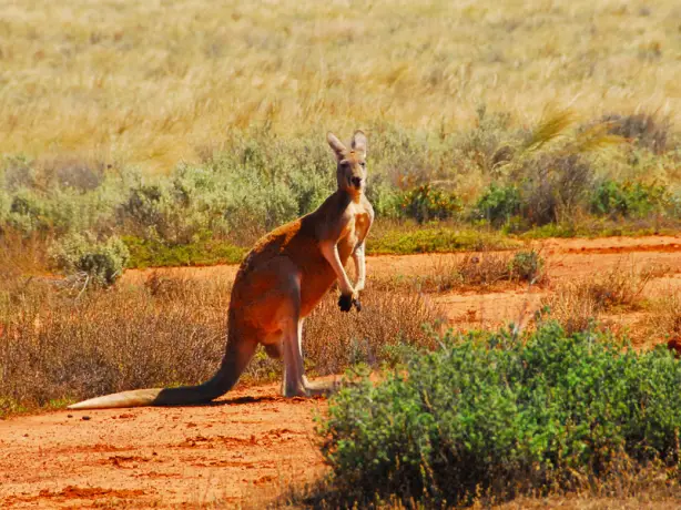 aus gawler ranges kangaroo