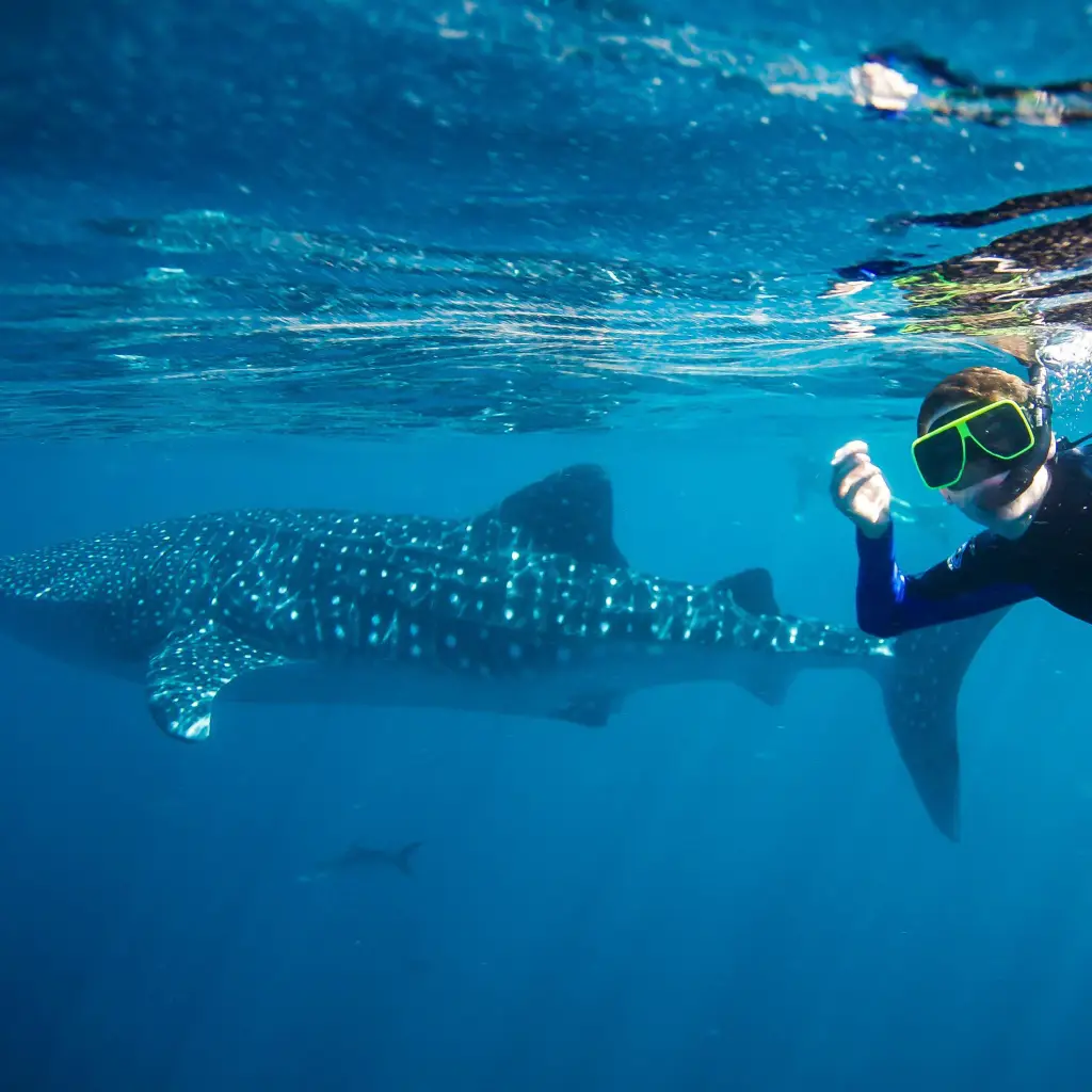 Eine Person mit einer grünen Tauchmaske schnorchelt neben einem Walhai im Ningaloo Reef
