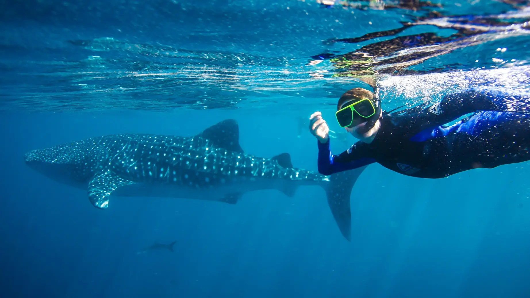 Eine Person mit einer grünen Tauchmaske schnorchelt neben einem Walhai im Ningaloo Reef
