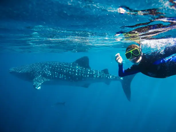 Eine Person mit einer grünen Tauchmaske schnorchelt neben einem Walhai im Ningaloo Reef