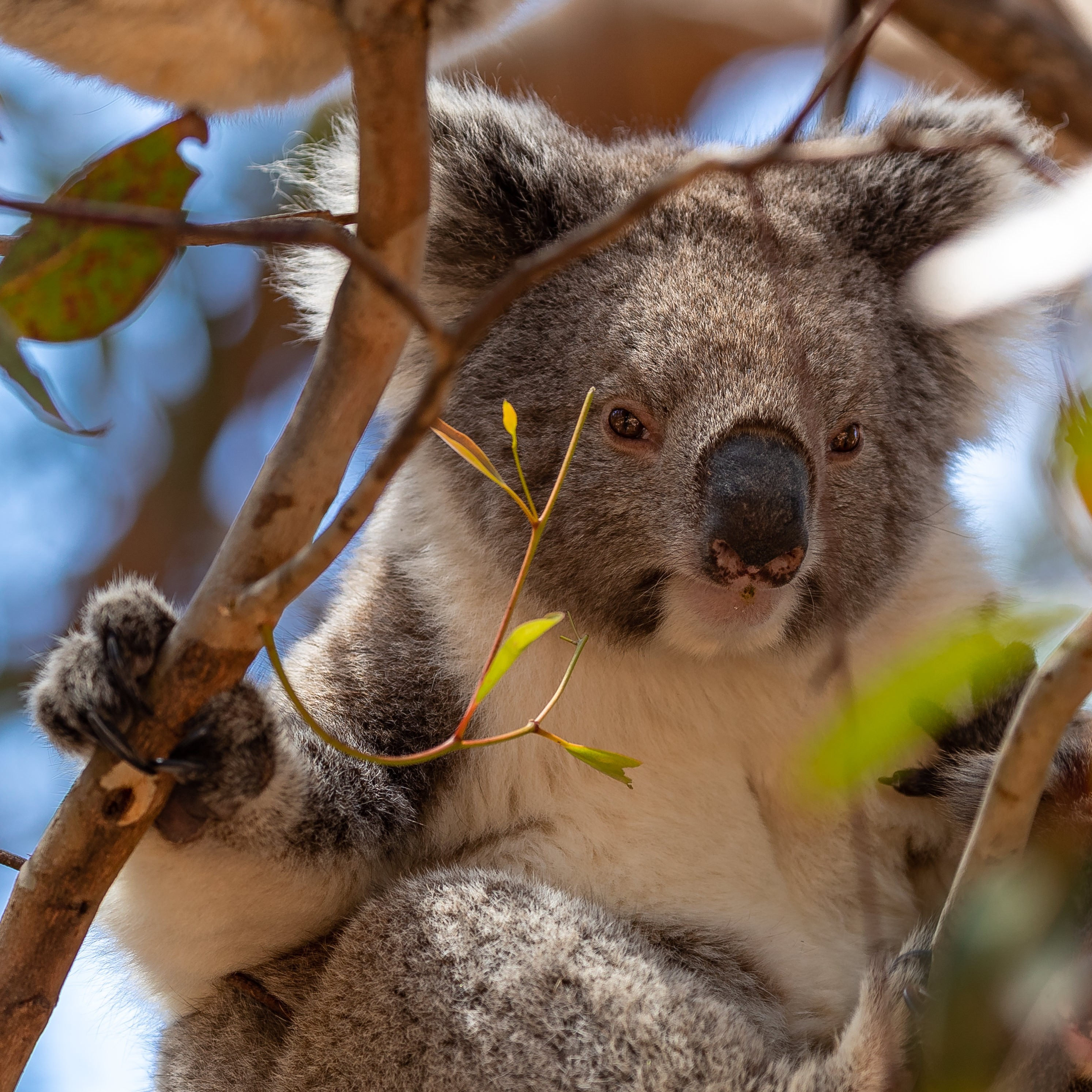 au koala best time solo
