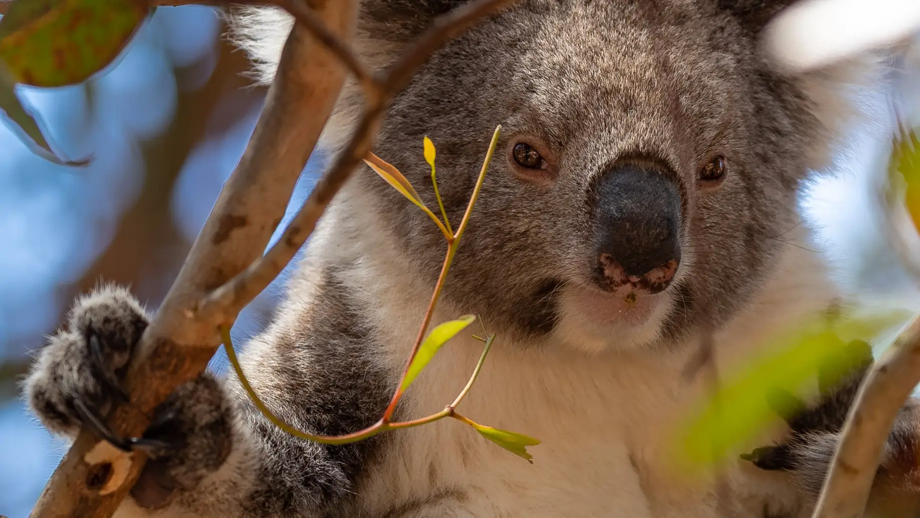 au koala best time solo