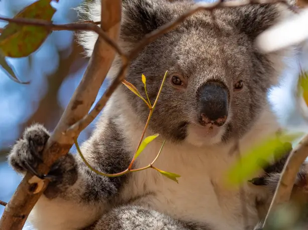 au koala best time solo