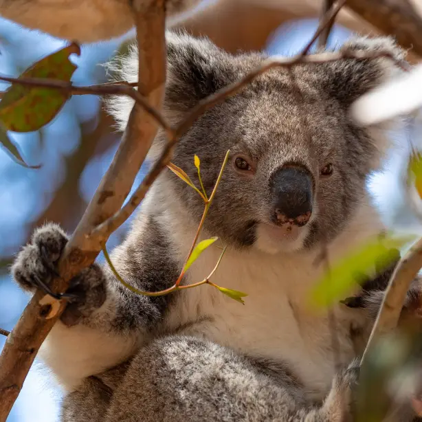 au koala best time solo