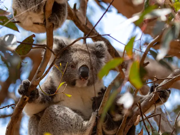 Koala in einem Baum umgeben von Ästen in Australien