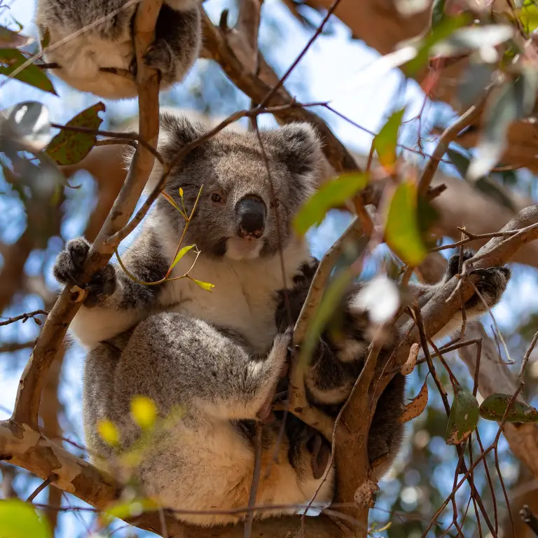 Koala in einem Baum umgeben von Ästen in Australien