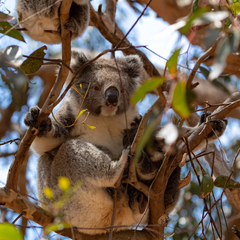 Koala in einem Baum umgeben von Ästen in Australien