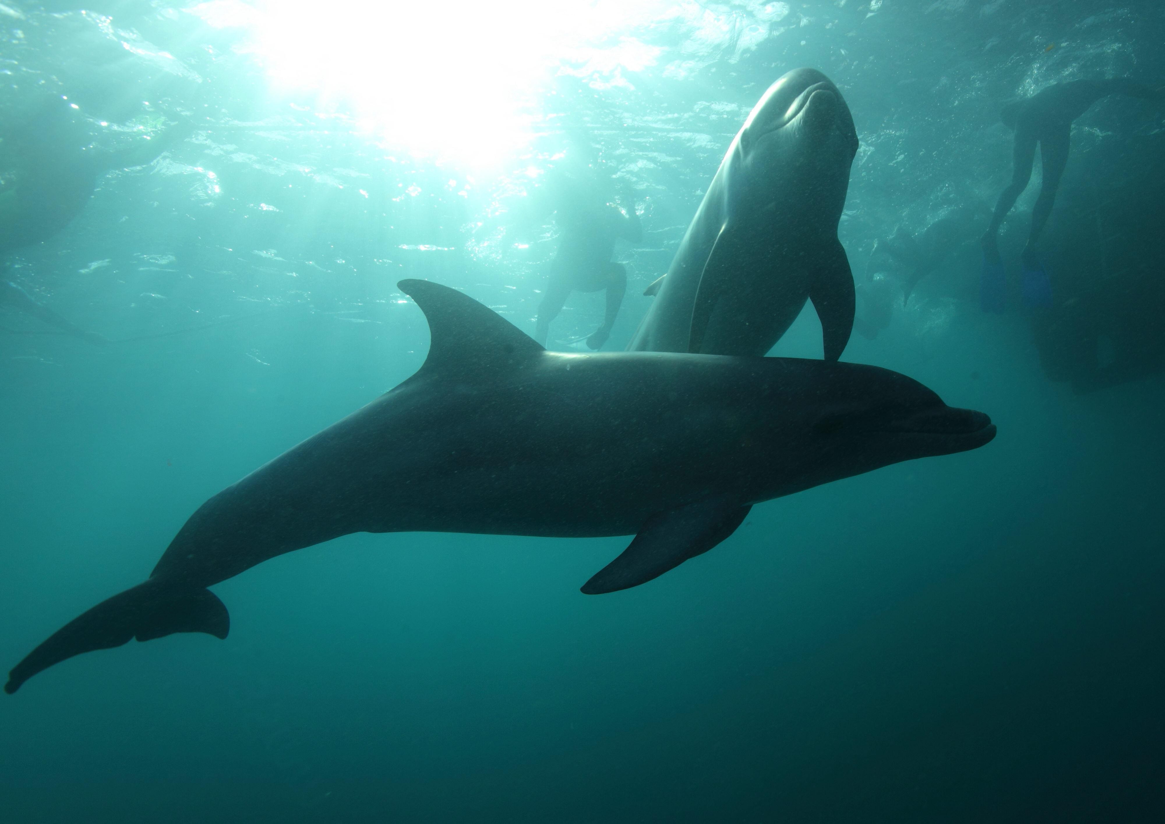 Au mornington peninsula dolphin swim underwater solo see and do active