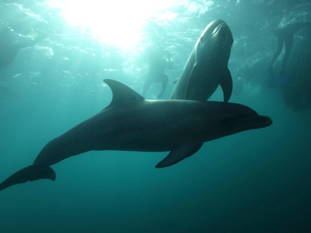 Au mornington peninsula dolphin swim underwater solo see and do active