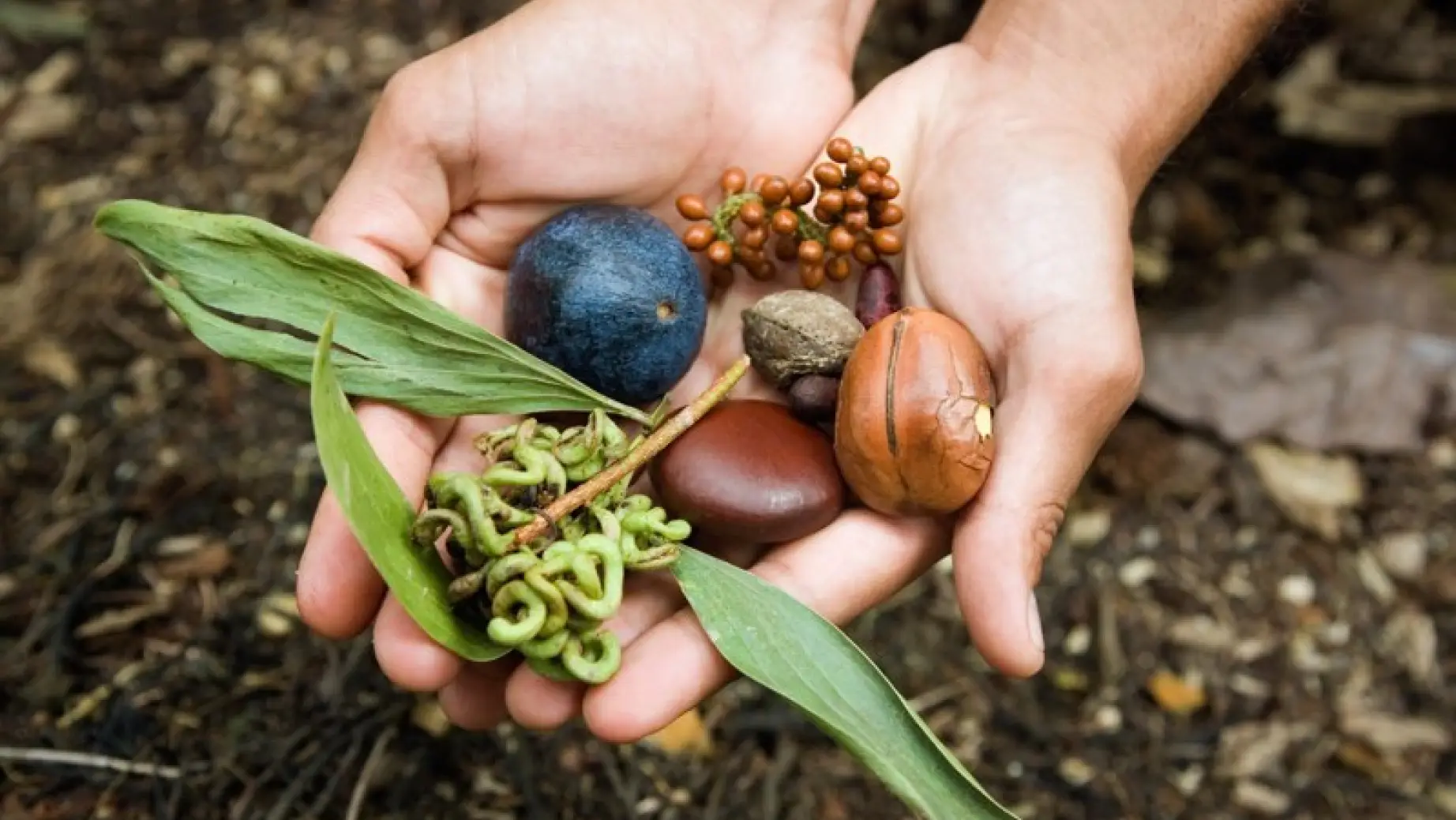 3296 - Walkabout Adventures indigenous culture food medicine