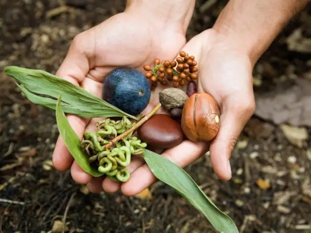 3296 - Walkabout Adventures indigenous culture food medicine