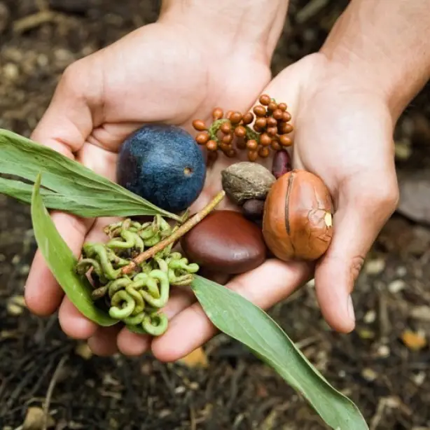 3296 - Walkabout Adventures indigenous culture food medicine