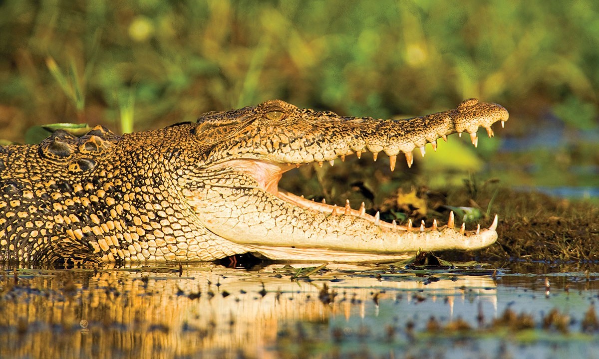 Australien Northern Territory kakadu nationalpark Krokodil