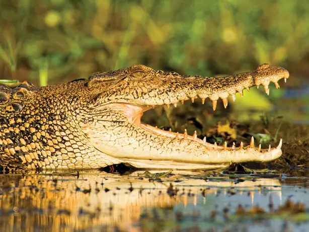 Australien Northern Territory kakadu nationalpark Krokodil