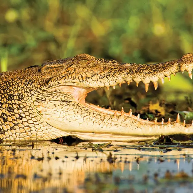 Australien Northern Territory kakadu nationalpark Krokodil
