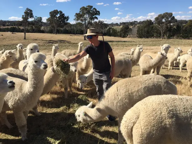 Mann steht inmitten einer Alpaka-Herde auf einer Farm in Australien