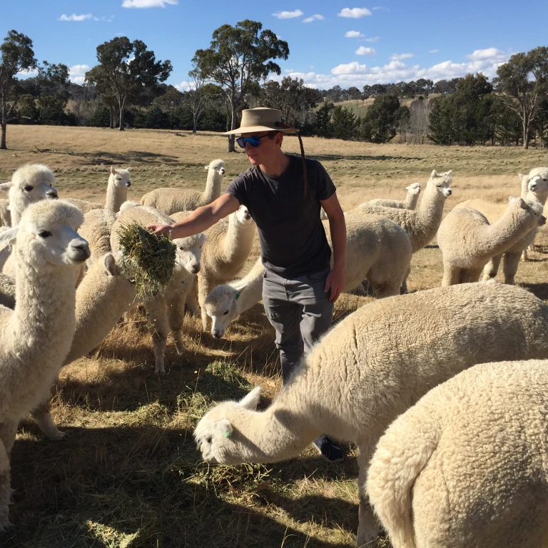 Mann steht inmitten einer Alpaka-Herde auf einer Farm in Australien