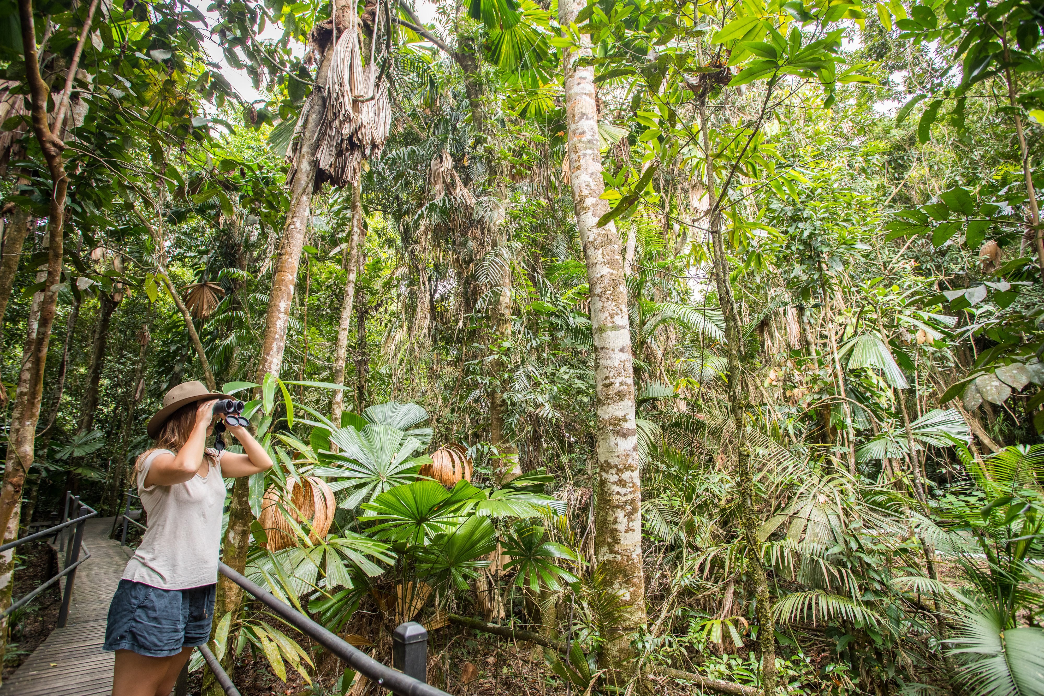 Eine Frau sucht mit einem Fernglas nach Wildtieren in den Bäumen im Daintree Rainforest, Australien
