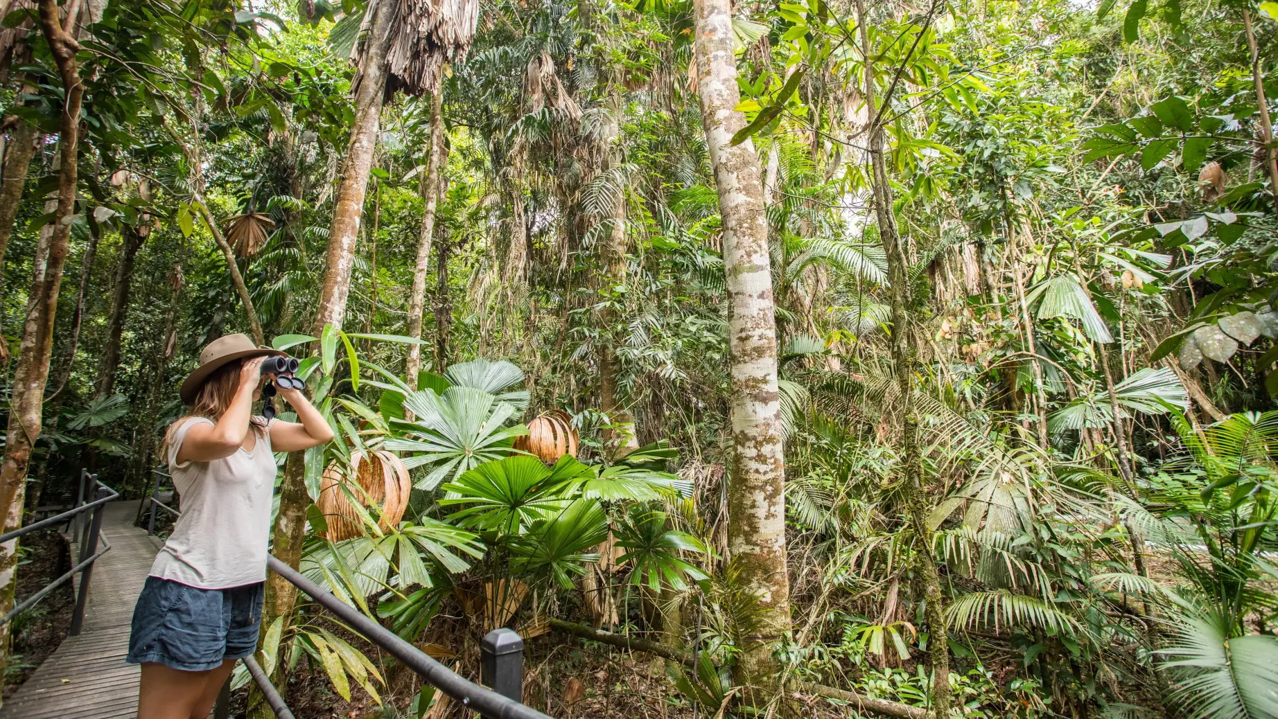 Eine Frau sucht mit einem Fernglas nach Wildtieren in den Bäumen im Daintree Rainforest, Australien