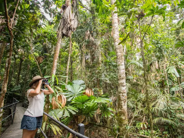 Eine Frau sucht mit einem Fernglas nach Wildtieren in den Bäumen im Daintree Rainforest, Australien