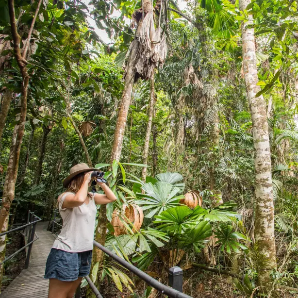 Eine Frau sucht mit einem Fernglas nach Wildtieren in den Bäumen im Daintree Rainforest, Australien