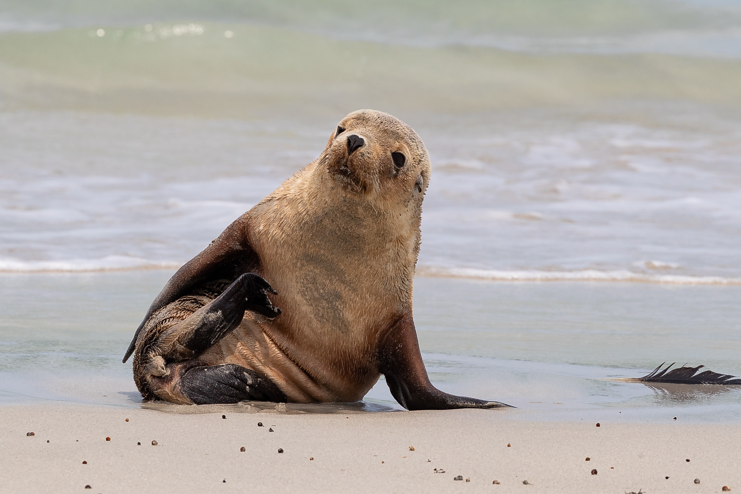 Au seal personal page solo header