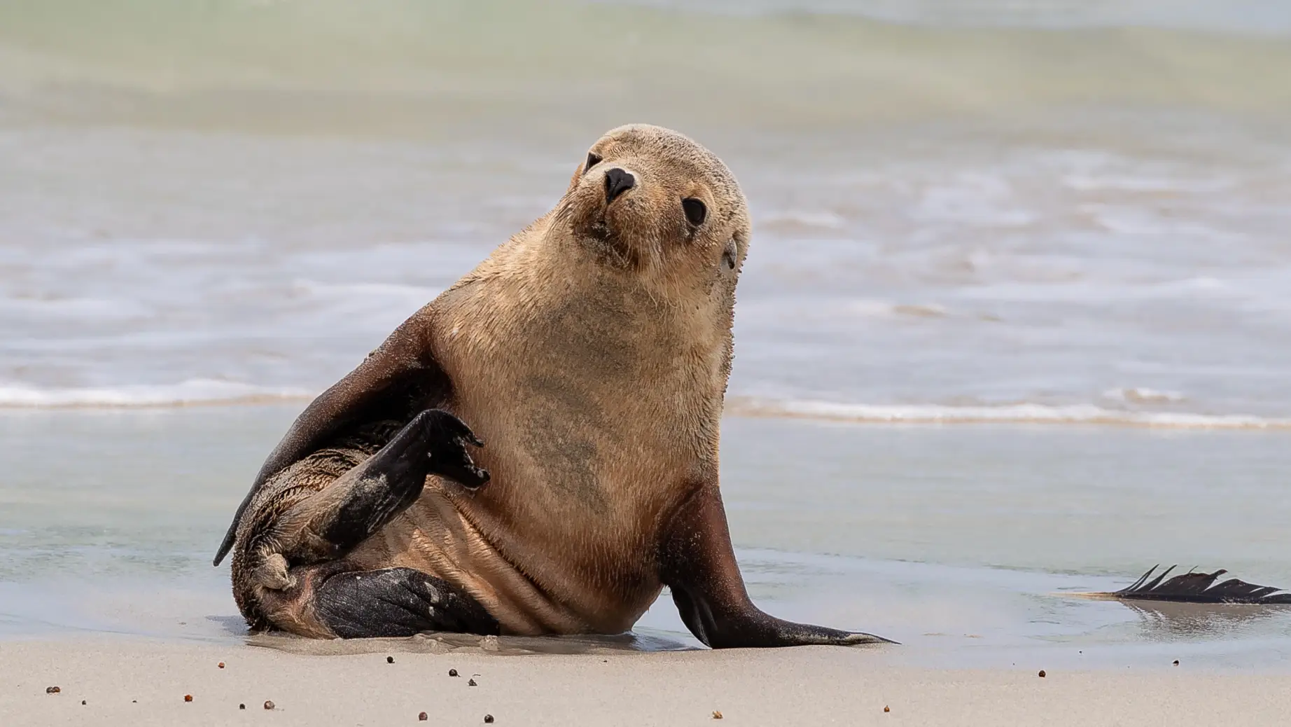 Au seal personal page solo header