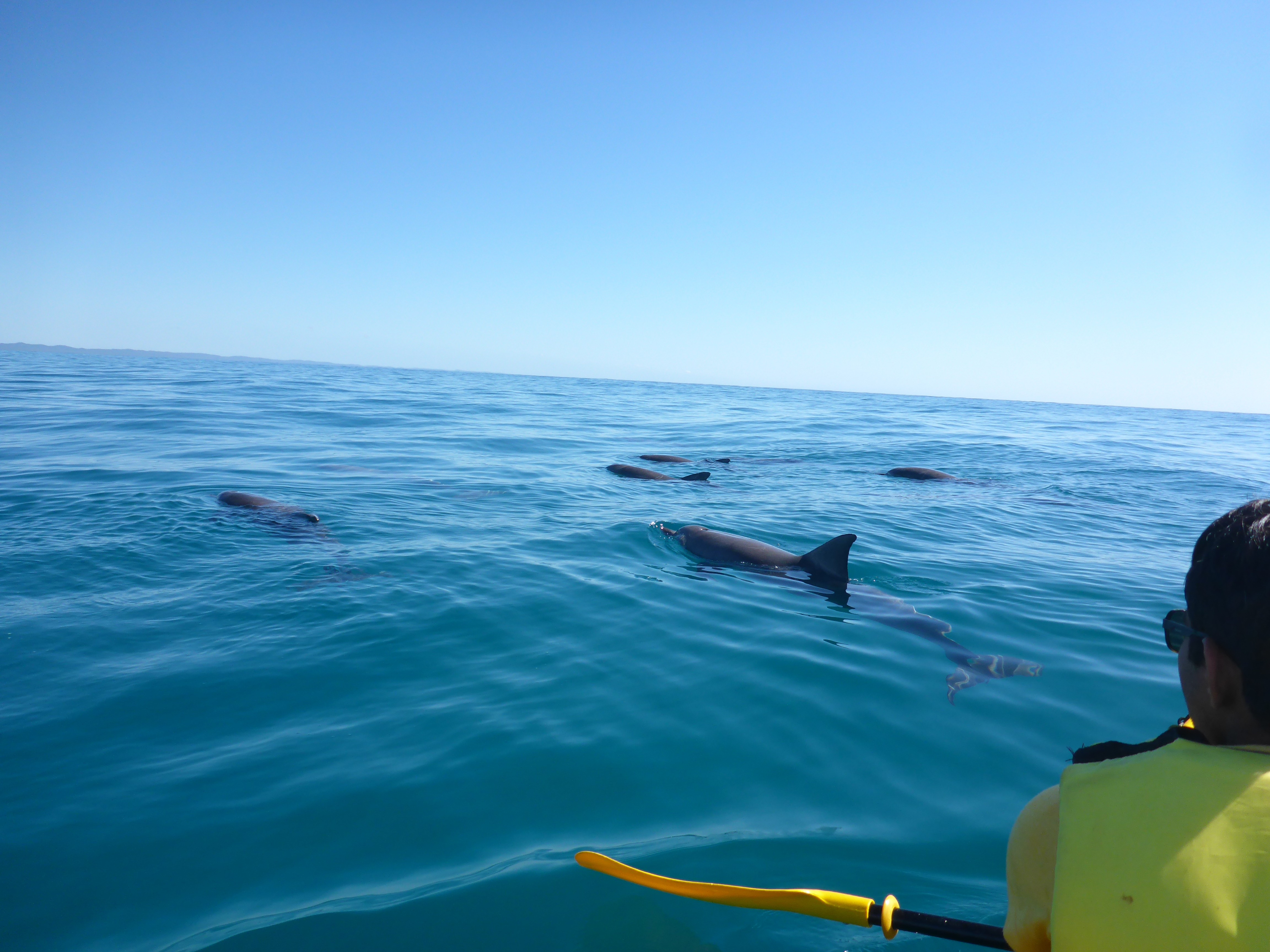 Au epic ocean adventures dolphins solo activities