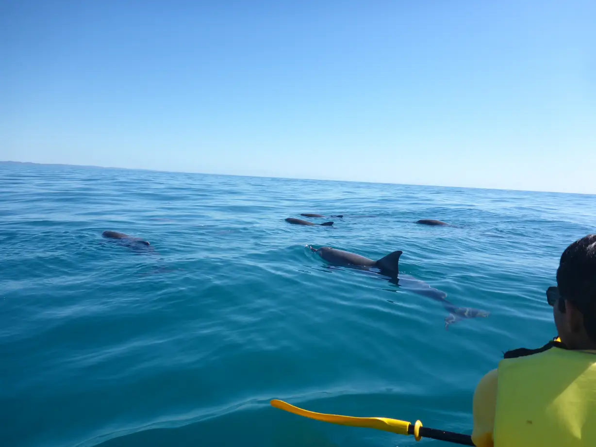 Au epic ocean adventures dolphins solo activities