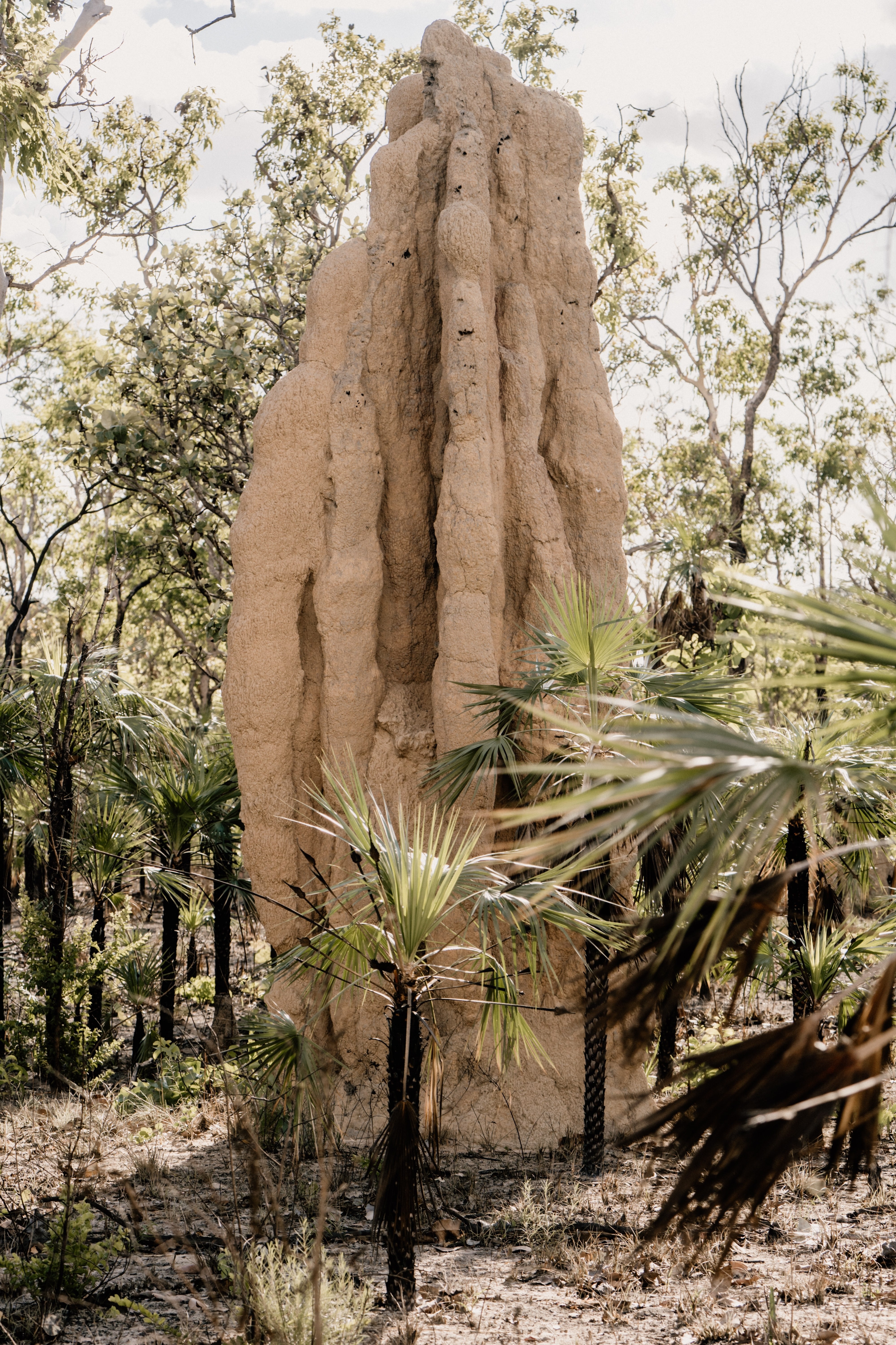 Australia nt litchfield termites