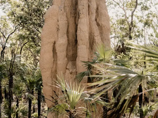 Australia nt litchfield termites
