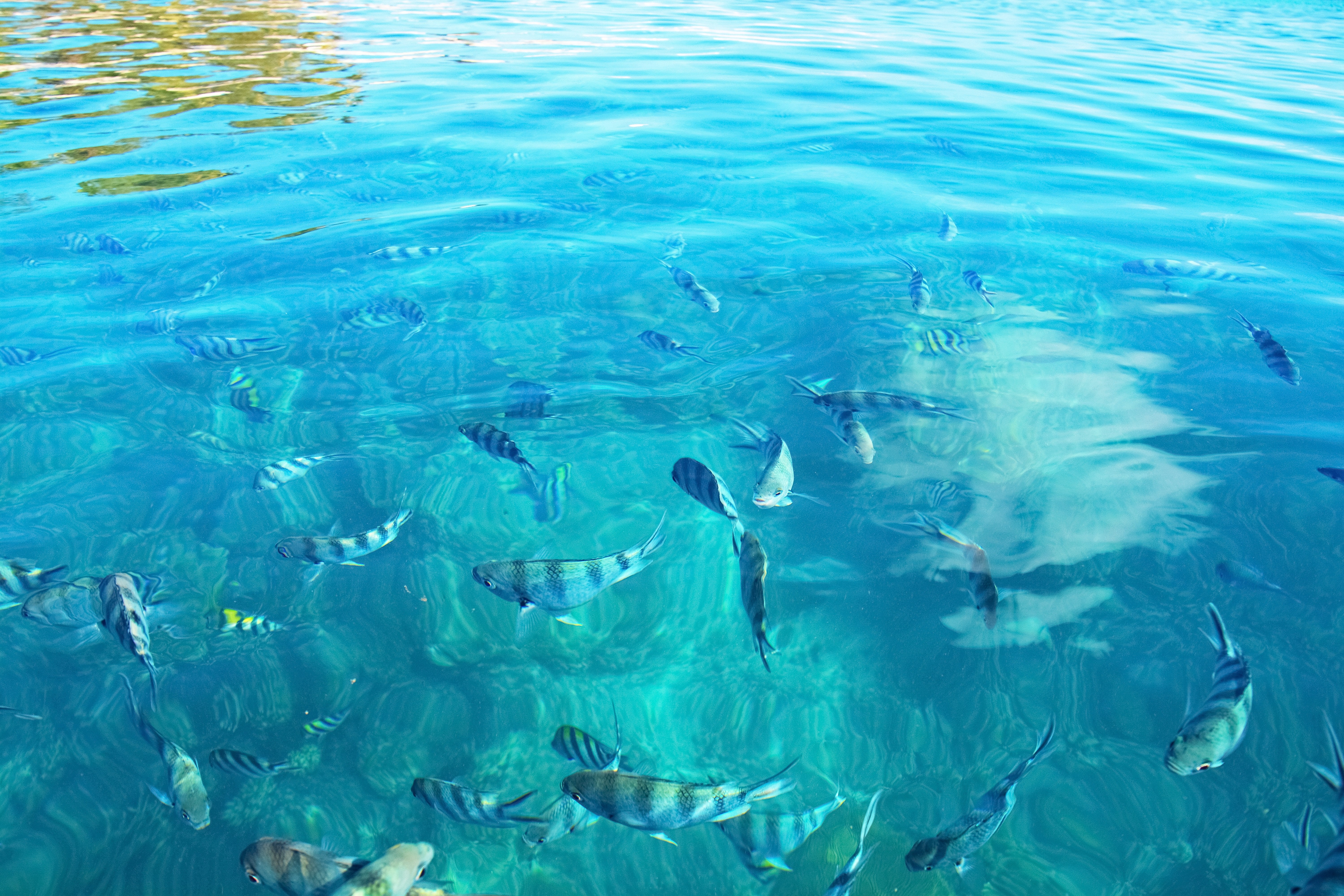Overview of fish swimming in the water