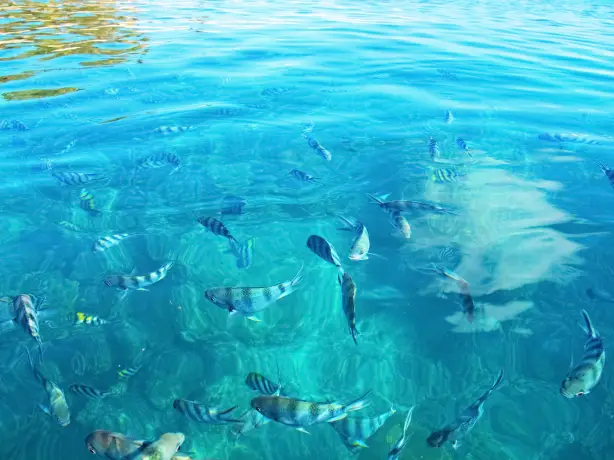Overview of fish swimming in the water