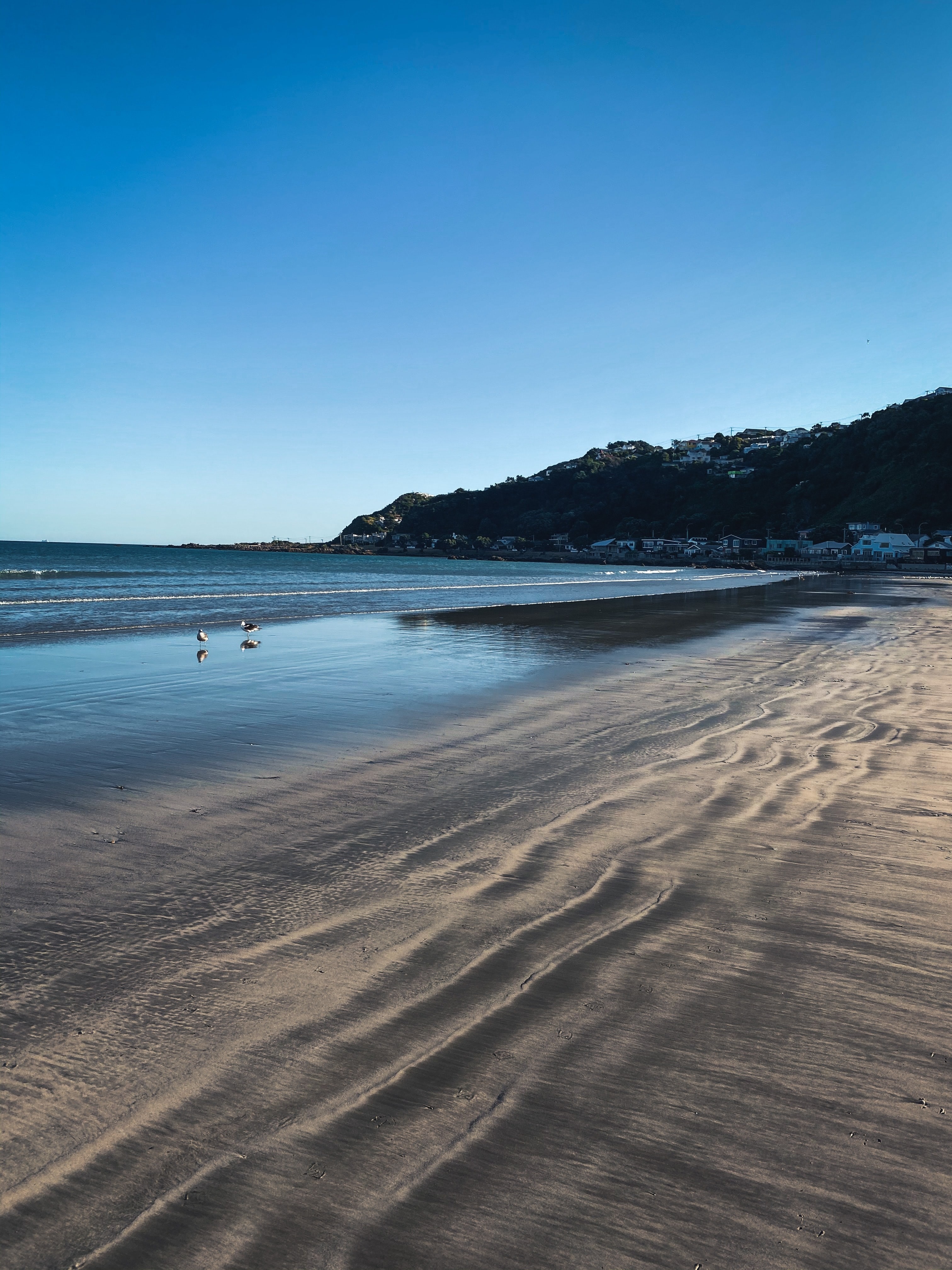 nz-north-wellington-lyall-bay