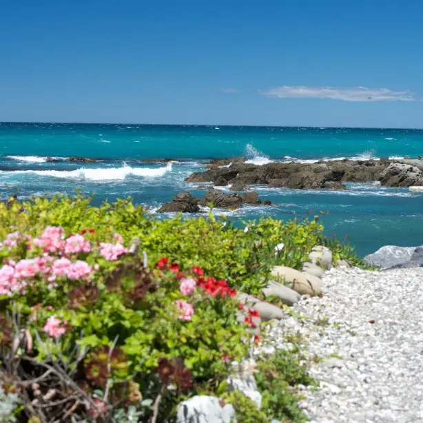 Neuseeland: Blick auf Kaikoura Beach mit Felsen und blühenden Pflanzen
