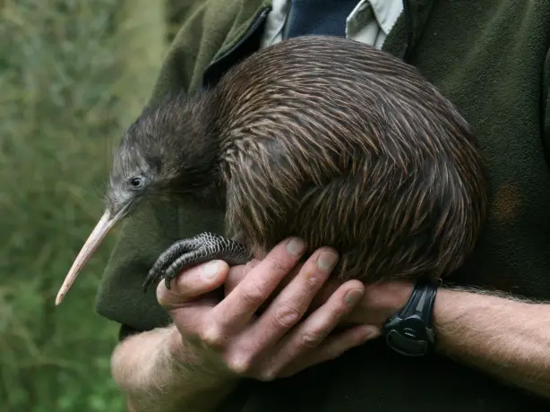 Nz kiwi bird