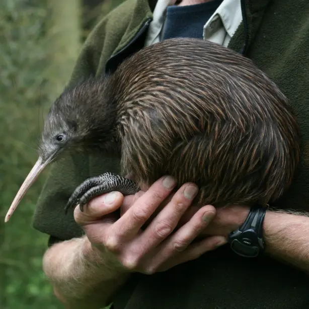 Persoon houdt een kiwi-vogel vast in beide handen