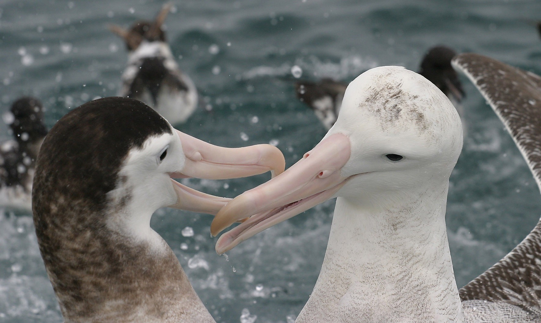 Nz albatross