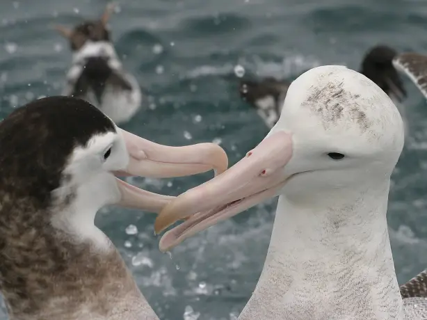 Nz albatross