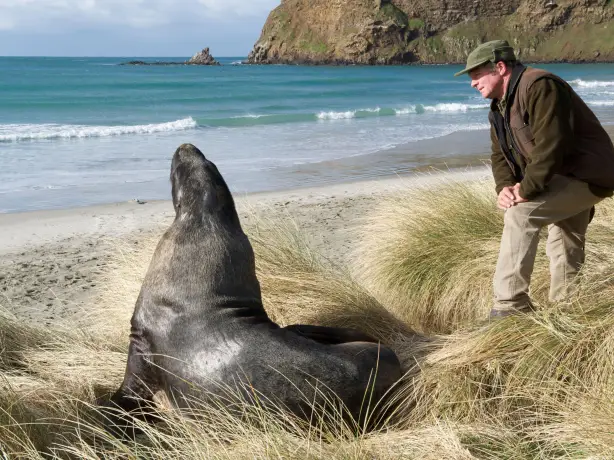 Nz general activities otago peninsula beach sea lion
