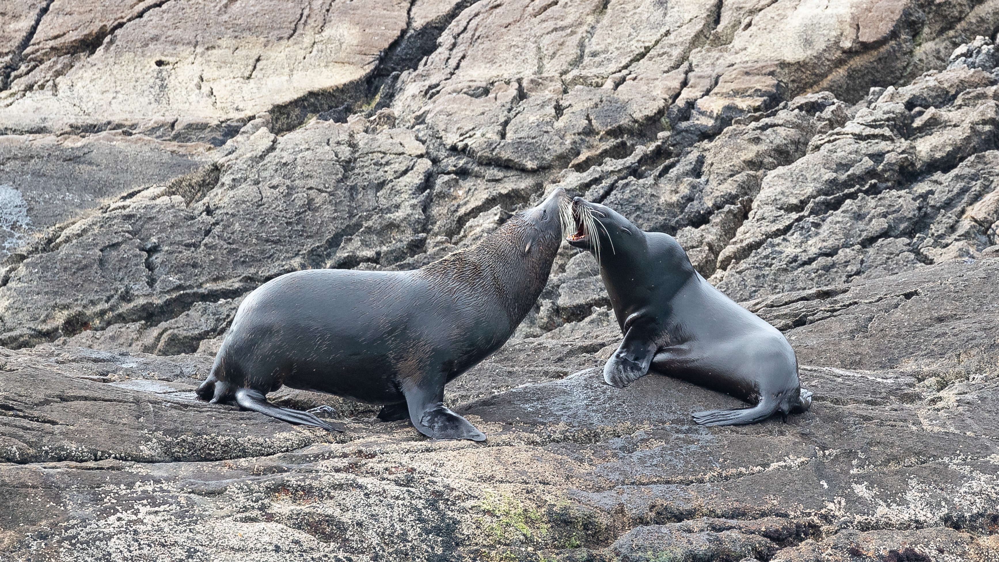 Nz general activities seals fiordland national park