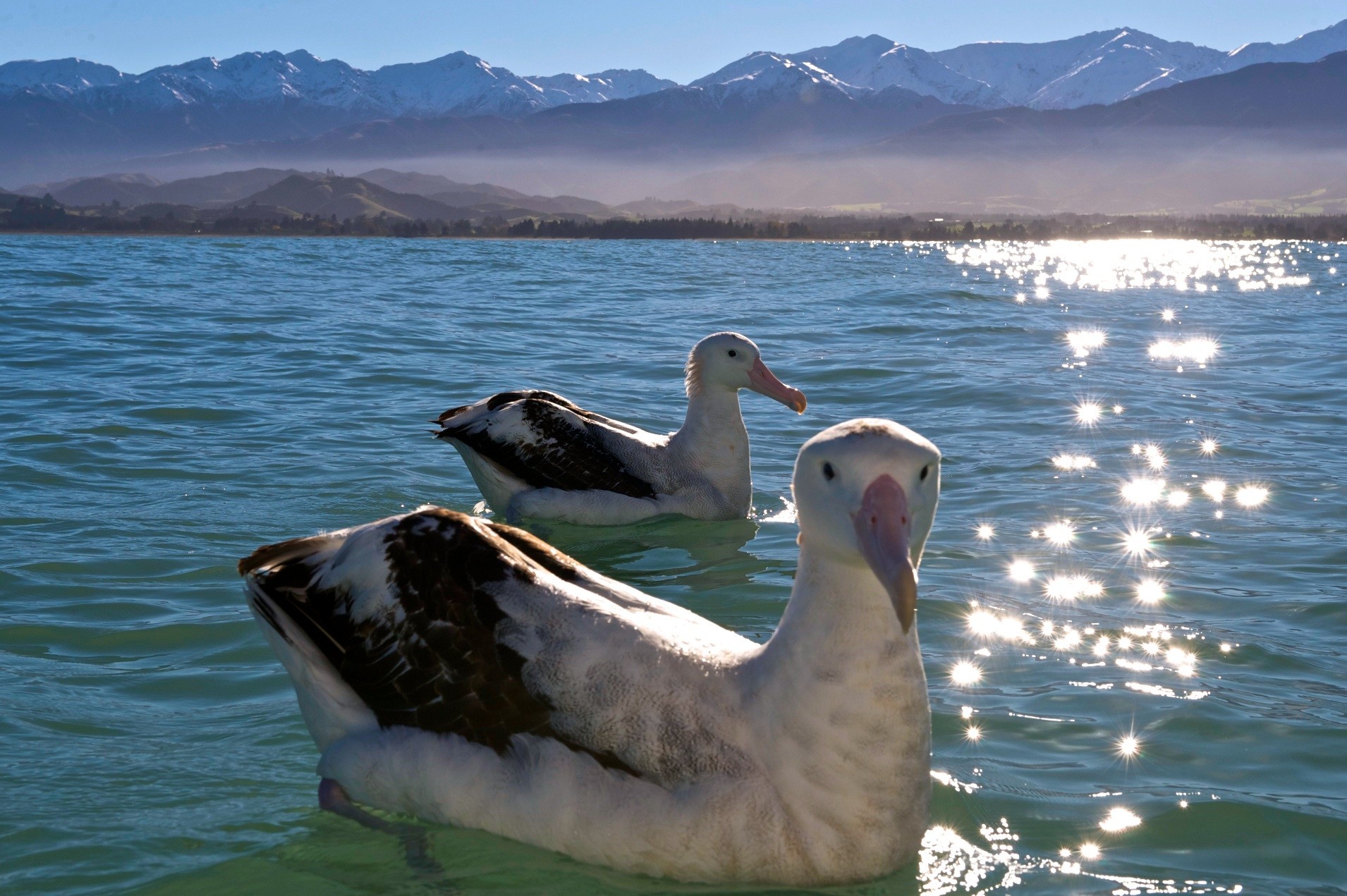 Neuseeland kaikoura albatrosse