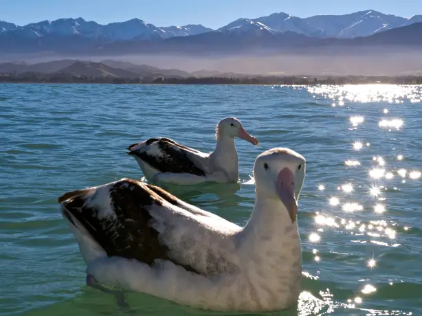 Zwei schwimmende Albatrosse mit Bergen von Kaikoura im Hintergrund