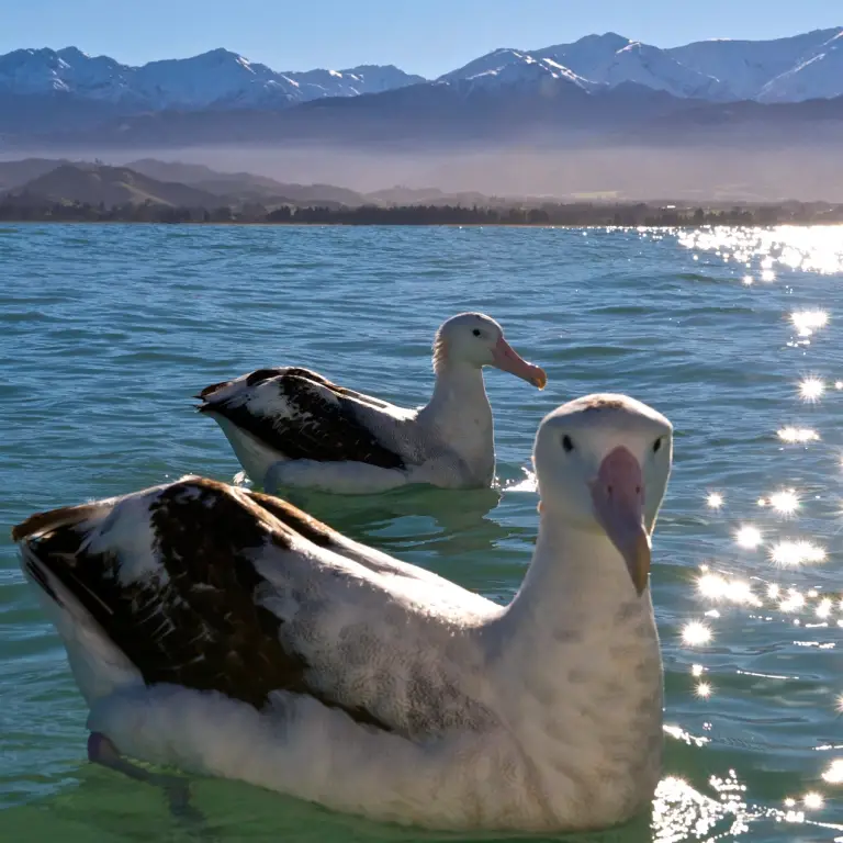 Zwei schwimmende Albatrosse mit Bergen von Kaikoura im Hintergrund