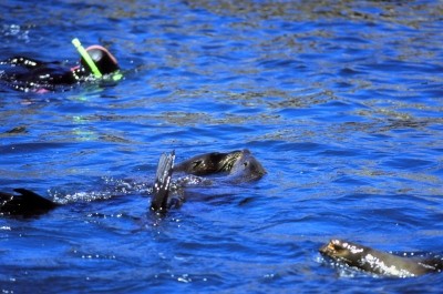 Neuseeland kaikoura schwimmen mit robben