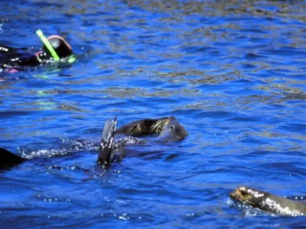 Neuseeland kaikoura schwimmen mit robben