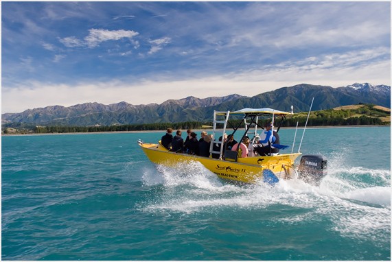 Nz seal swim kaikoura