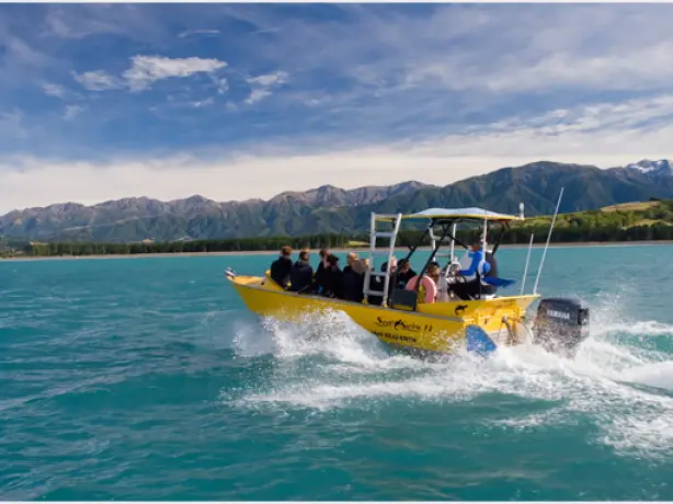 Nz seal swim kaikoura