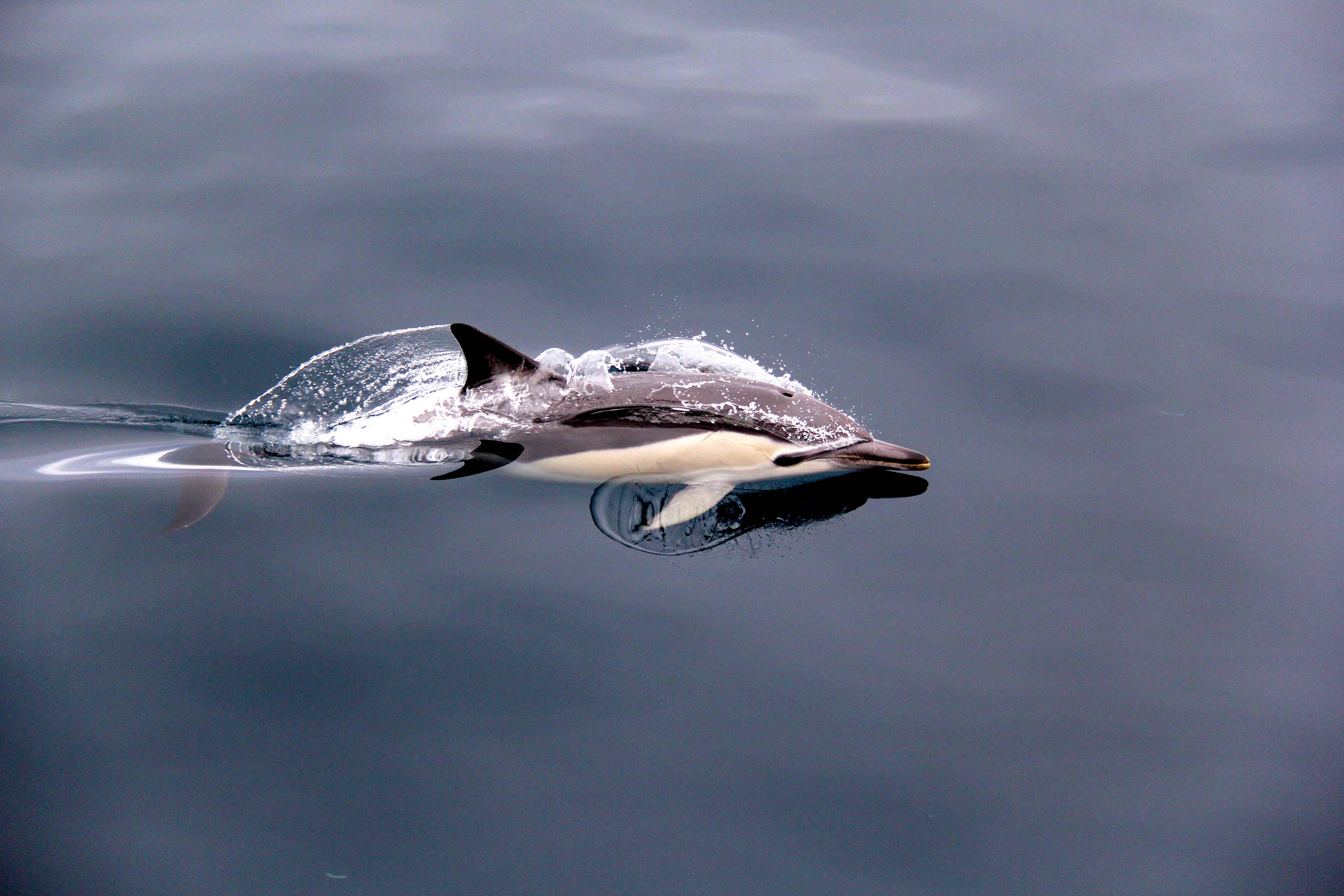 Nz bay of plenty dolphin
