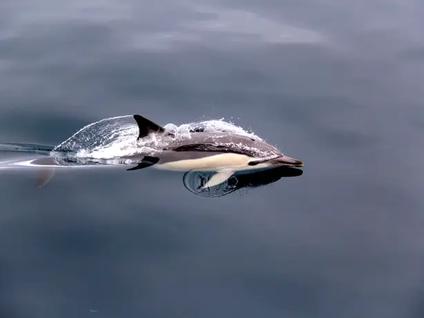 Nz bay of plenty dolphin